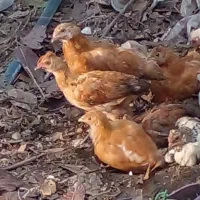 جوجه محلی سه هفته ای|حیوانات مزرعه|رشت, پیرکلاچای|دیوار