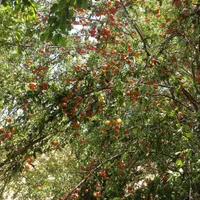 باغچه نقلی ۱۲۰۰ متر با درختان مثمر، بوئین زهرا،شال|فروش زمین و ملک کلنگی|شال, |دیوار