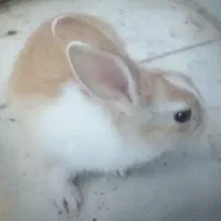 معاوضه خرگوش کوچک با پرنده