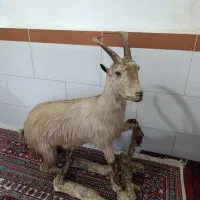 مجسمه بز|مجسمه، تندیس، ماکت|اراک, |دیوار