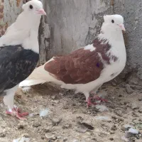 کبوتر پرشی رنگی|پرنده|قم, نیروگاه|دیوار