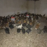 جوجه مرغ وخروس گلپایگانی ۲۰روزه واکسن خورده