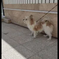 فروش سگ شیتزو ماده ۶ماهه
