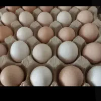 تخم مرغ .. غاز ..بوقلمون