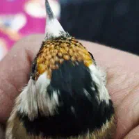 سهره