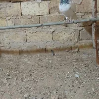 سلام چند جفت کفتر خوب به شرت