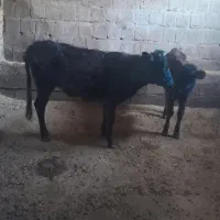 گوساله ماده محلی