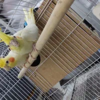 جفت عروس هلندی با تخم