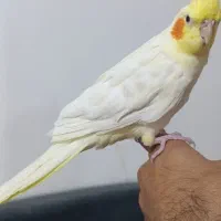 عروس هلندی جفت