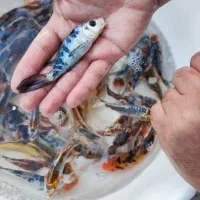 ماهی کوی|ماهی|تهران, جوادیه|دیوار