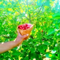 باغچه