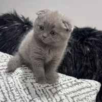 بچه گربه اسکاتیش دبل فولد|گربه|کرج, فاز ۱ مهرشهر|دیوار