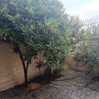 فروش-باغچه-دوهزار-متری-در-تنگ-چوگان