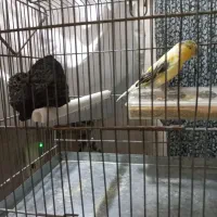 قناری ماده کاکولی|پرنده|پاکدشت, پاکدشت (مامازند)|دیوار