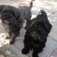 ۲عدد(سگ پاکوتاه)|سگ|کرج, کمالشهر|دیوار