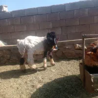 بره قوچ نرمیش میش
