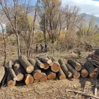 خرید چوب و برش چوب و درخت