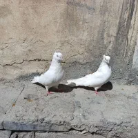 پرنده تهرانی|پرنده|شاهین‌شهر, اقبال لاهوری|دیوار