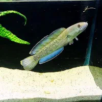 فروش انواع گونه های ماهی چانا و غذای مخصوص چانا|ماهی|شیراز, تندگویان|دیوار