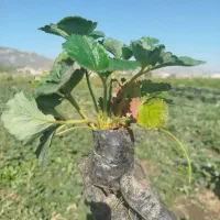 نهال توت فرنگی