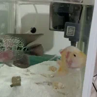 دو عدد ماهی مولد سالم فلاور باکس|ماهی|ماهدشت, |دیوار