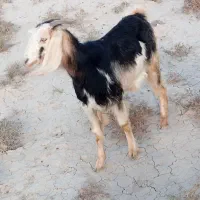 فروش 20راس کولار بز|حیوانات مزرعه|ارد, |دیوار