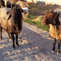 قوچ هترو|حیوانات مزرعه|رادکان, |دیوار