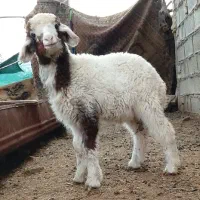 یک عدد بره نر شرط صحیح وسالم وعلف خور