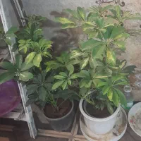 فروش گل شفلرا فیکوس