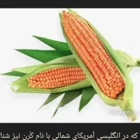 ذرت علوفه ای
