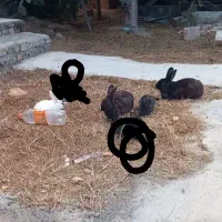 ۴ عدد خرگوش دو نر دو ماده|موش و خرگوش|گمیشان, |دیوار