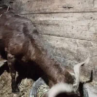 بز و بزغاله|حیوانات مزرعه|تیکمه داش, |دیوار