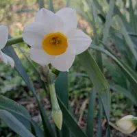 گل نرگس ایلام عمده ۸۰۰۰