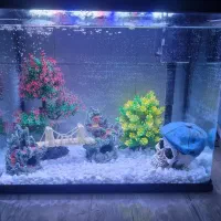 آکواریوم همراه با ماهی