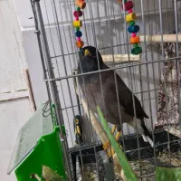 مرغ مینا .... یه جفت عروس هلندی