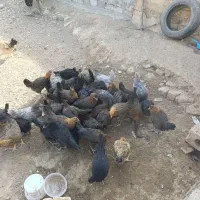 فروش جوجه بومی دم تخم