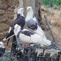کفتر پرشی