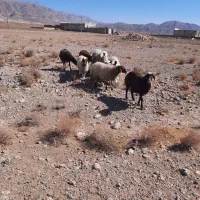 سه راس میش تربتی سه راس کاور