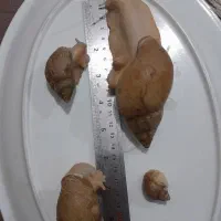 حلزون البینو