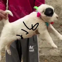 توله های آلابای خالص نسل وارداتی