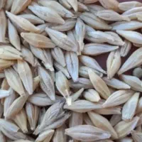 جو چاق ابی