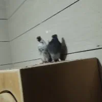 دو عدد کبوتر