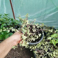 کراسولا خرفه ابلق|گل و گیاه طبیعی|طاهرگوراب, |دیوار