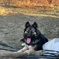 ژرمن نر ۹ ماهه