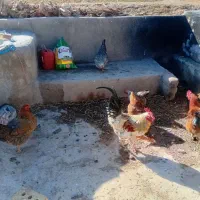 خروس|حیوانات مزرعه|ایجرود, |دیوار