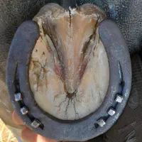 نعل بندی (نعل داغ)|اسب و تجهیزات اسب‌سواری|مشهد, ارشاد|دیوار