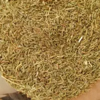 زیره دیم خوش عطر بو