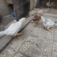 سه تا نوچه گلین|حیوانات مزرعه|قم, در بهشت|دیوار