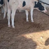 جوانه گوساله نر نره گاو|حیوانات مزرعه|تربت جام, معدآباد|دیوار