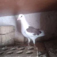 دورگ